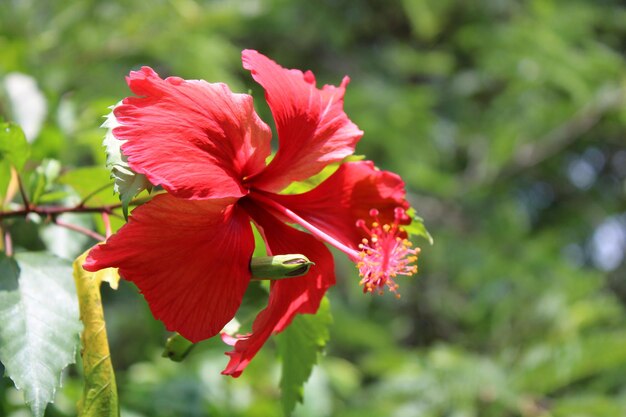 Photo un hibiscus sur un fond vert