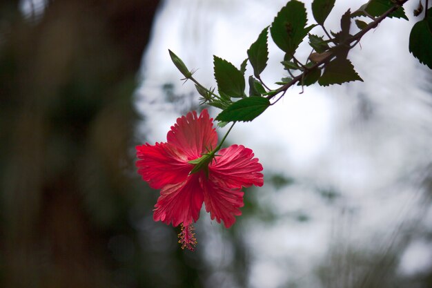 Hibiscus genre Hibiscus qui fleurit au printemps