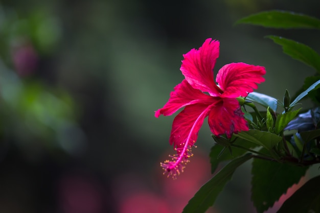 Hibiscus genre Hibiscus qui fleurit au printemps