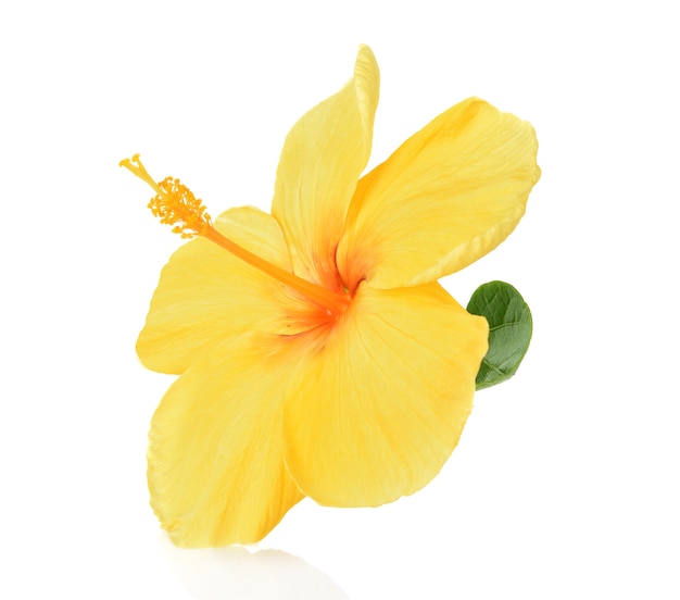 Hibiscus jaune isolé sur fond blanc