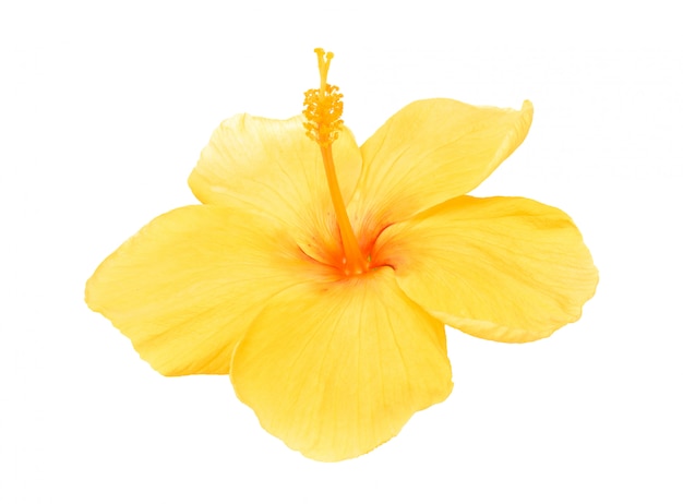 Hibiscus jaune isolé