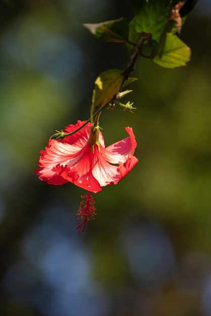 Hibiscus portant ses couleurs et tous ses détails dans la nature. lumière naturelle, mise au point sélective.