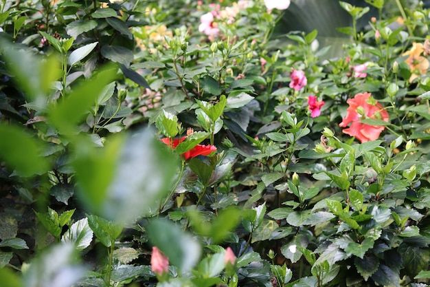 Hibiscus rosa-sinensis, Malvacées. Beau fond de fleurs naturelles et papier peint.