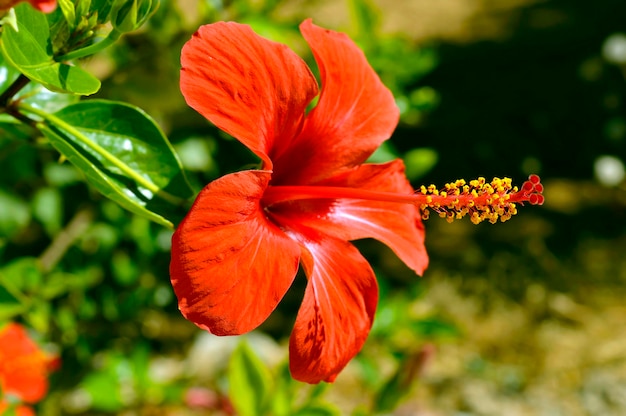 Photo hibiscus rosa-sinensis à tête de fleur rouge