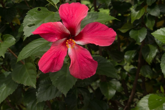 Hibiscus rosa-sinensis