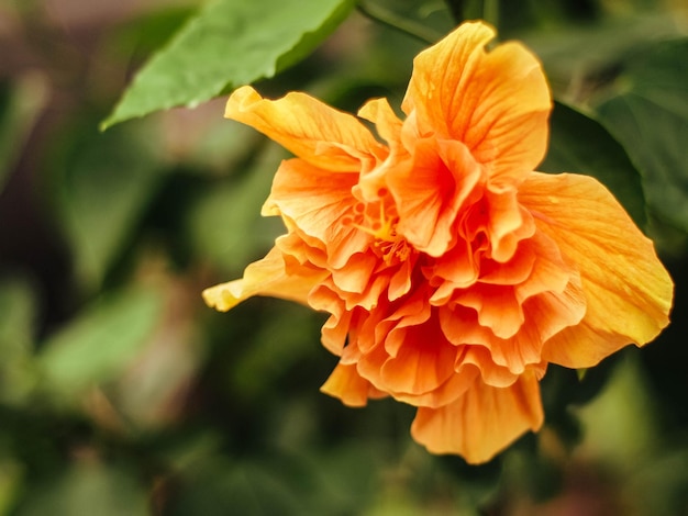 Hibiscus rosasinensis orange fleur fleur nationale de Malaisie