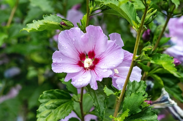 Hibiscus rose avec des gouttes de pluie sur les buissons du jardin