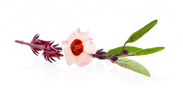 Hibiscus Roselle sur mur blanc