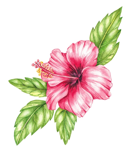 Hibiscus rouge à l'aquarelle sur un fond blanc