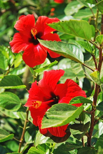 Photo hibiscus rouge