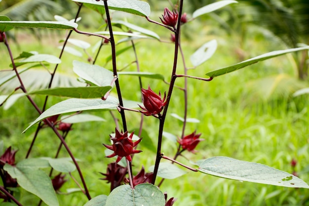 Photo hibiscus sabdariffa est un hibiscus de la famille des malvacées originaire d'afrique tropicale d'egypte