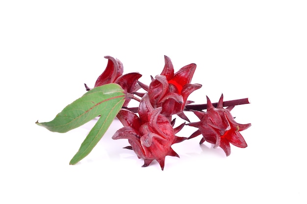 Hibiscus sabdariffa ou fruits oseille
