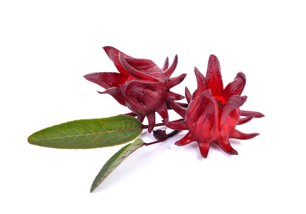 Hibiscus Sabdariffa Ou Fruits Oseille