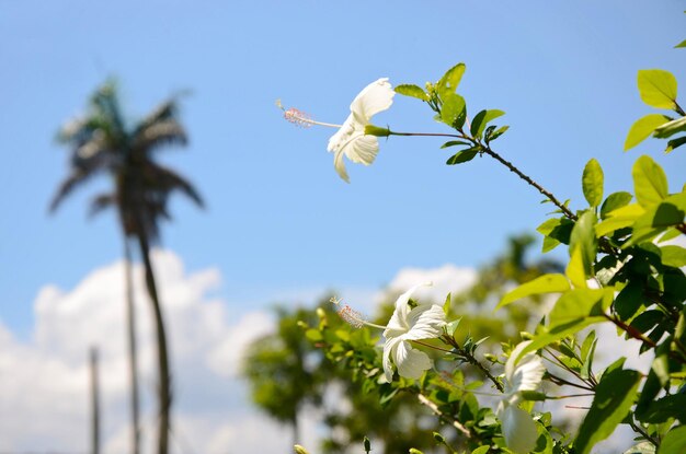 Hibiscusjardinparcfleur