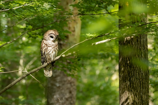 Hibou assis sur un banc avec un fond de feuillage