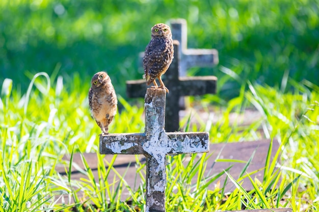 Le hibou Athène cunicularia perché sur la croix du cimetière