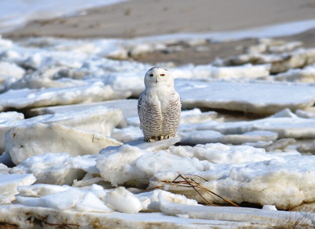 Photo le hibou au lac gelé