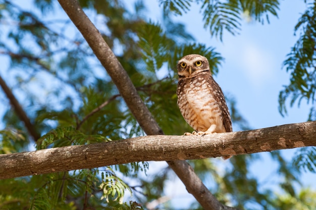 Hibou Sur Une Branche D'arbre, à La Recherche