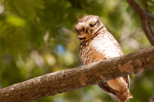 Hibou sur une branche d&#39;arbre avec les yeux fermés