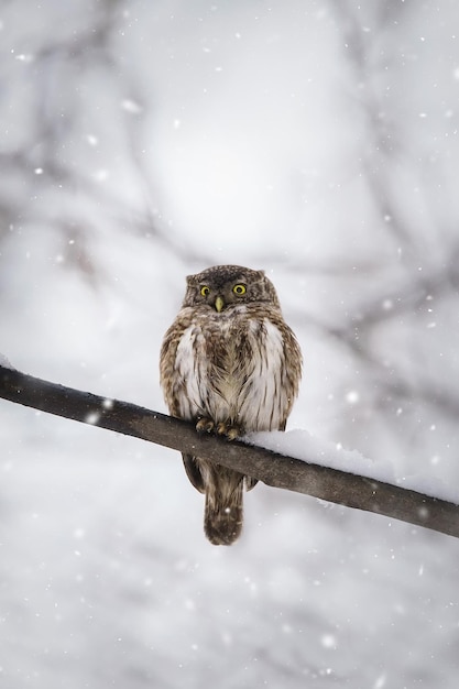 Photo hibou dans la forêt d'hiver sur la souche petit oiseau pygmée via les chutes de neige petit hibou dans l'habitat naturel glaucidium passerinumx9