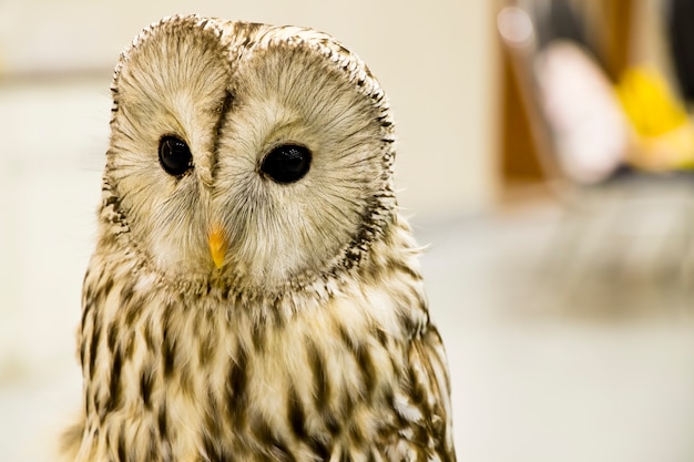 Hibou doux est globe oculaire et velu, si mignon.