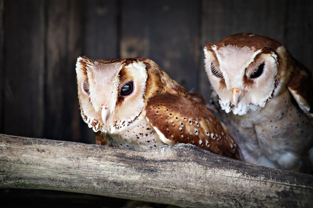 Hibou endormi drôle dans le parc d'oiseaux de Kuala Lumpur, Malaisie