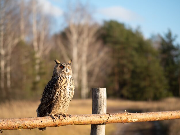 Un hibou est assis sur une clôture en bois dans un champ.