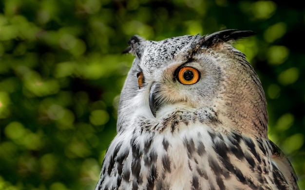 Hibou grand-duc eurasien