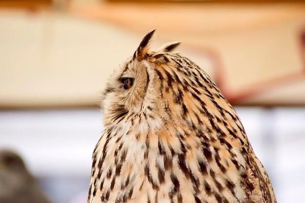 Hibou grand-duc lors d'un spectacle de fauconnerie lors d'une foire médiévale