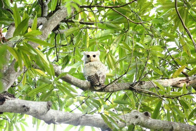 Hibou grand-duc rayé