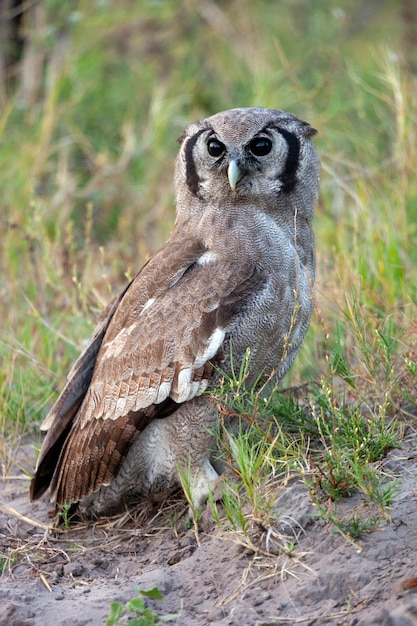 Hibou des marais d'Afrique Afrique Botswana