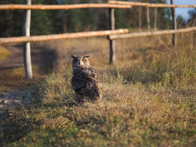 Un hibou marche sur l'herbe. La lumière du soir.