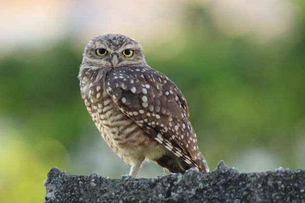 Photo hibou mignon qui vous regarde