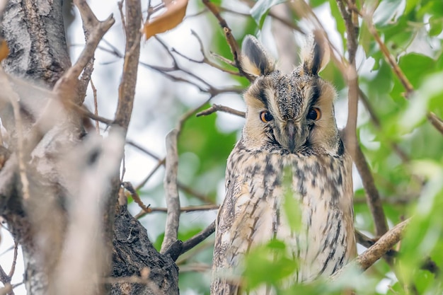 Hibou moyen-duc assis sur un arbre (Asio otus)