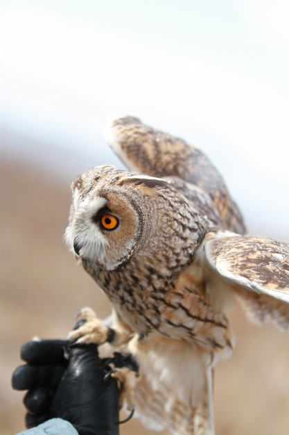 Hibou moyen-oreille rendu dans un champ pour voler et chasser