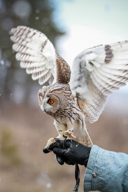 Photo hibou moyen-oreille rendu dans un champ pour voler et chasser