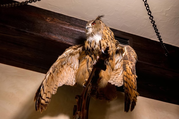 Un hibou en peluche dans un pavillon de chasse chouette brune en peluche avec des ailes ouvertes