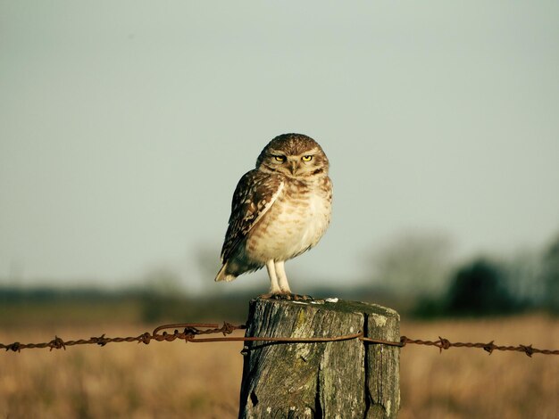 Photo un hibou perché sur un poteau de bois