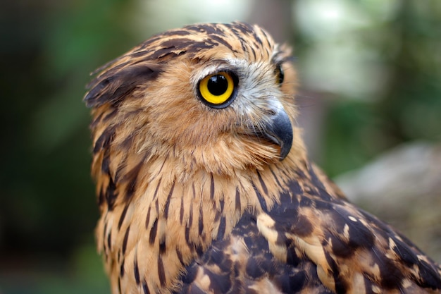 Le hibou de poisson buffy ou le hibou de poisson malais est originaire d'Asie du Sud-Est