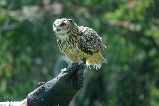 un hibou se repose attentivement sur le bras de son maître lors d'une exposition de fauconnerie