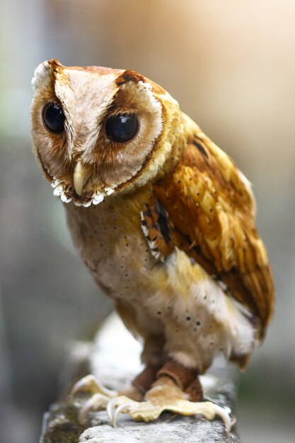 Un hibou se tenait debout sur un bâtiment, avec la lumière du soleil.