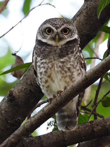 Photo un hibou tacheté perché sur un arbre les yeux grands ouverts