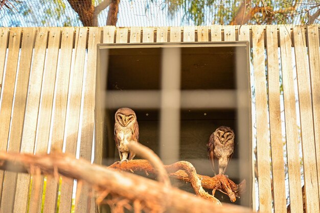 Photo le hibou tyto alba est assis sur une poutre de bois.