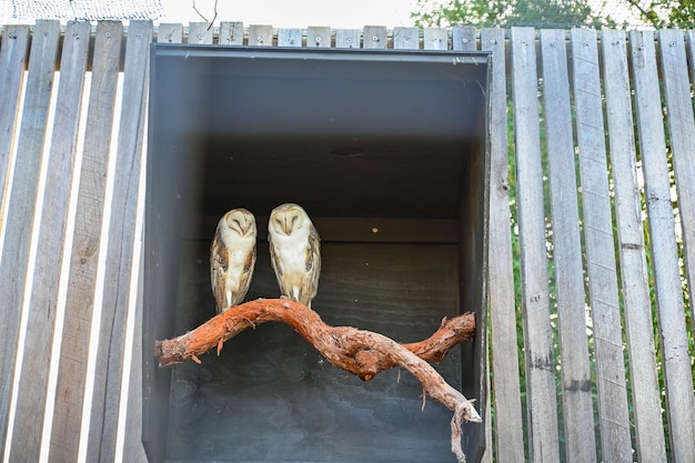 Le hibou Tyto alba est assis sur une poutre de bois.