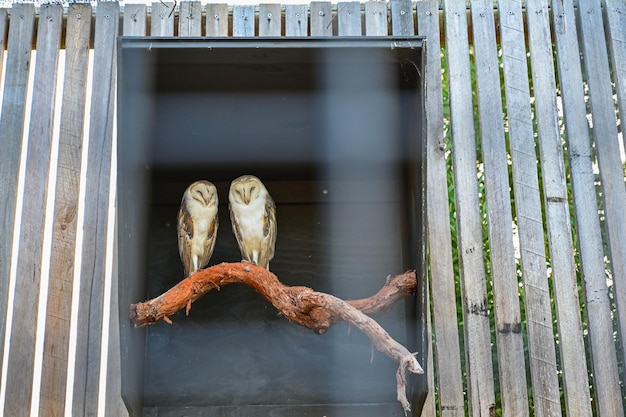 Le hibou Tyto alba est assis sur une poutre de bois.