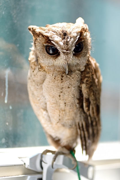 Photo hibou