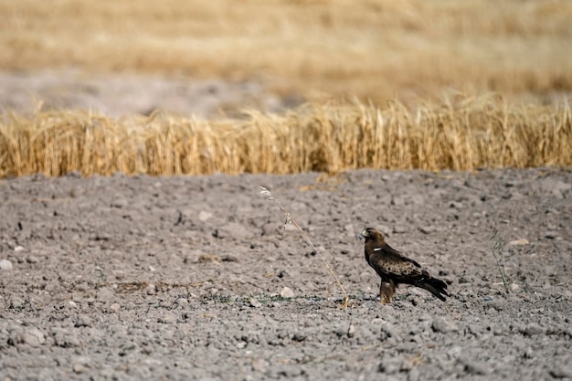 Hieraaetus pennatus L'aigle botté est une espèce d'oiseau accipitriforme de la famille des Accipitridae