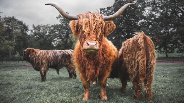 Highland Cattle dans un champ en Ecosse