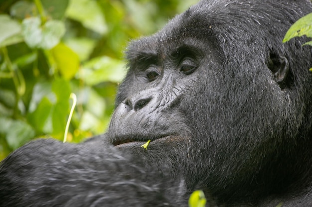 Highland Gorilla manger des feuilles vertes dans le parc national de la forêt impénétrable de Bwindi en Ouganda