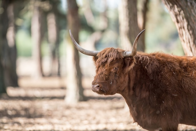 Un Highlander écossais